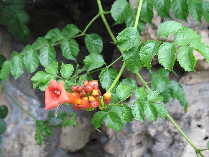 IMG_6172.JPG